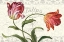 Picture of TULIPA BOTANICA I CREAM