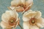 Picture of WINDFLOWER