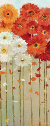 Picture of DAISIES FALL II