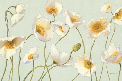 Picture of WHITE AND BRIGHT POPPIES