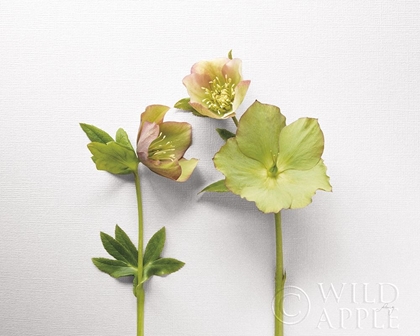 Picture of HELLEBORE STUDY IV