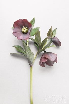 Picture of HELLEBORE STUDY V