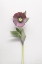 Picture of HELLEBORE STUDY VI