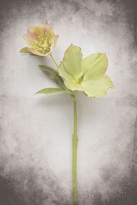 Picture of VINTAGE HELLEBORE STUDY II