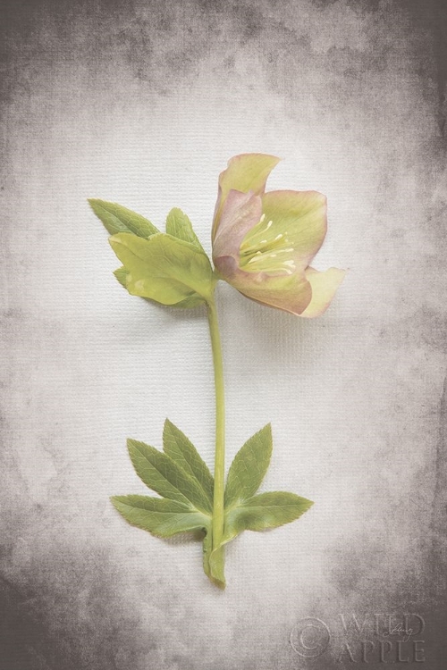 Picture of VINTAGE HELLEBORE STUDY III