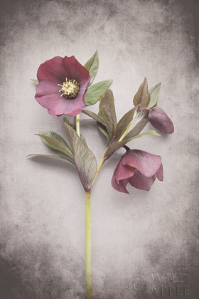 Picture of VINTAGE HELLEBORE STUDY V