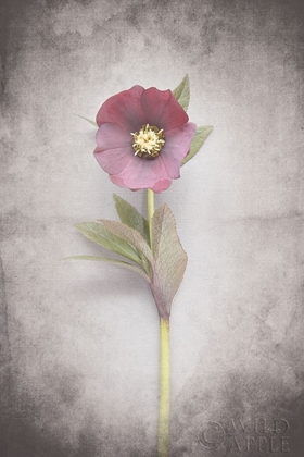 Picture of VINTAGE HELLEBORE STUDY VI