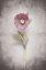Picture of VINTAGE HELLEBORE STUDY VI