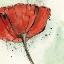 Picture of NOT A CALIFORNIA POPPY I