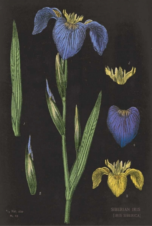Picture of IRIS CHART