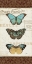 Picture of PAPILLONS II