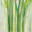 Picture of LONGSTEM BOUQUET II SQUARE III