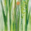 Picture of LONGSTEM BOUQUET I SQUARE III