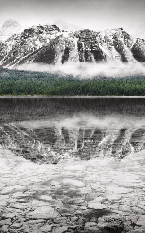 Picture of WATERFOWL LAKE PANEL II BW WITH COLOR