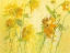 Picture of YOUR SWEET ORANGE FLOWERS