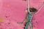 Picture of PERKY TS PINK AQUA CROP
