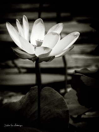 Picture of LOTUS FLOWER VIII