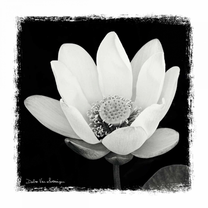 Picture of LOTUS FLOWER I