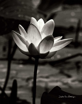Picture of LOTUS FLOWER VII