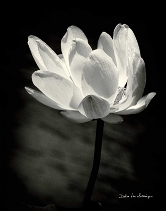 Picture of LOTUS FLOWER X