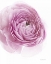 Picture of PINK LADY III