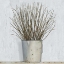 Picture of EARLY SPRING