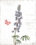 Picture of SPRING FIELDS IV