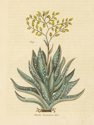 Picture of HERBAL BOTANICAL XXXI