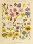Picture of HERBAL BOTANICAL XI