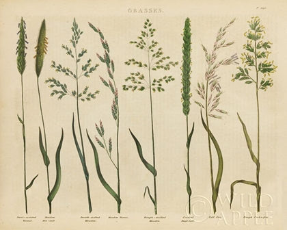 Picture of HERBAL BOTANICAL VII