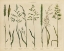 Picture of HERBAL BOTANICAL VII