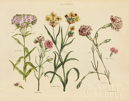 Picture of HERBAL BOTANICAL VIII