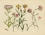 Picture of HERBAL BOTANICAL VIII