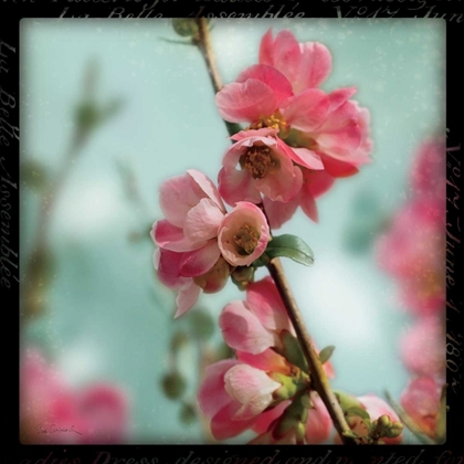 Picture of QUINCE BLOSSOMS III