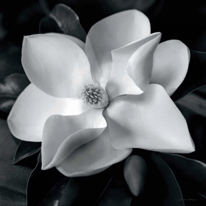 Picture of MAGNOLIA