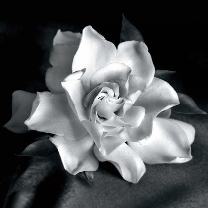 Picture of GARDENIA