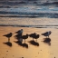 Picture of KALALOCH BIRDS I