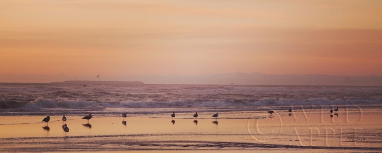 Picture of KALALOCH BIRDS V