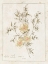 Picture of FLOWERS ON WHITE II WITH WORDS