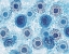 Picture of PINTO AND BUFFALO FLOWERS BLUE