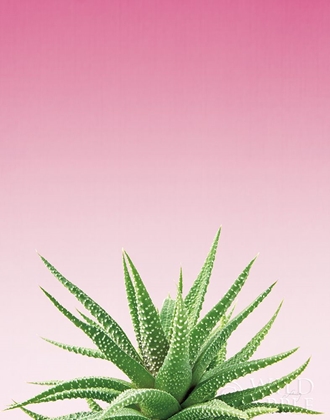 Picture of SUCCULENT SIMPLICITY I PINK OMBRE CROP