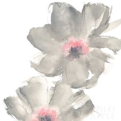Picture of GRAY BLUSH COSMOS II ON WHITE
