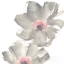 Picture of GRAY BLUSH COSMOS II ON WHITE