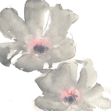 Picture of GRAY BLUSH COSMOS I ON WHITE