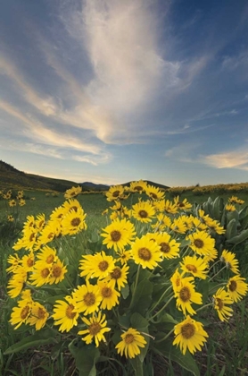Picture of METHOW VALLEY WILDFLOWERS II