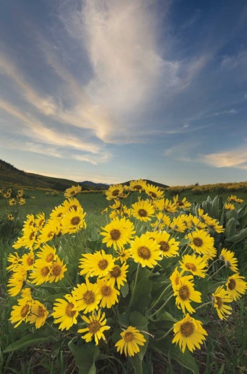 Picture of METHOW VALLEY WILDFLOWERS II