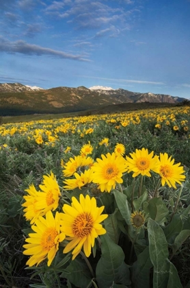 Picture of METHOW VALLEY WILDFLOWERS III