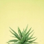 Picture of SUCCULENT SIMPLICITY I
