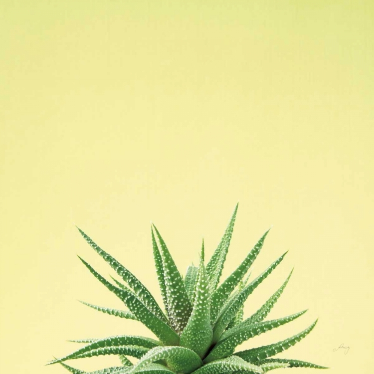 Picture of SUCCULENT SIMPLICITY I