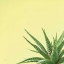 Picture of SUCCULENT SIMPLICITY II